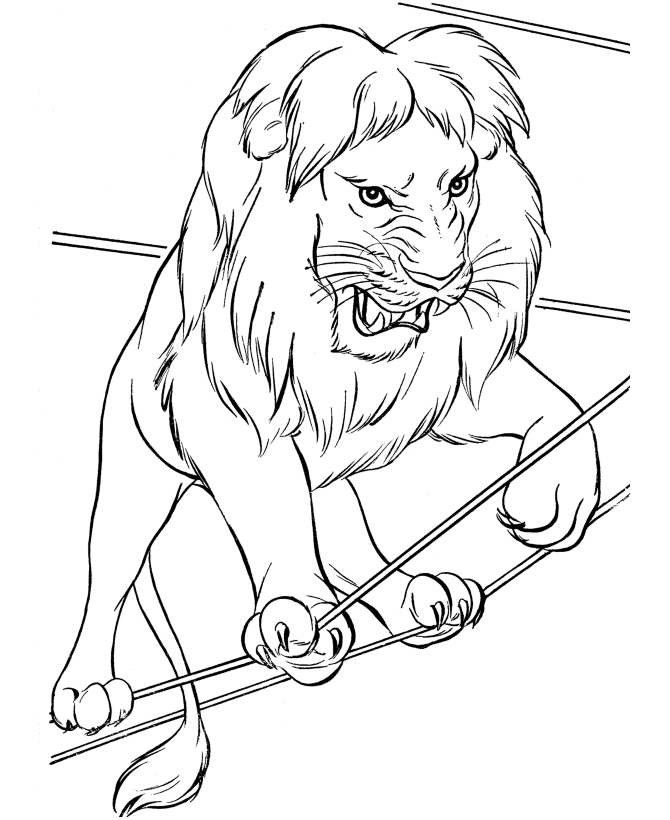 realistic lion roaring coloring pages coloring pages