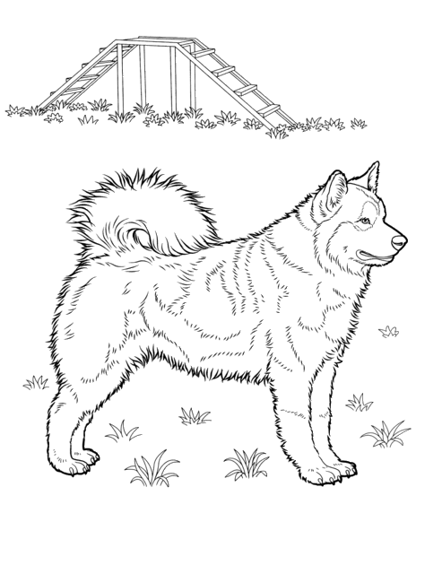 husky coloring pages best coloring pages for kids