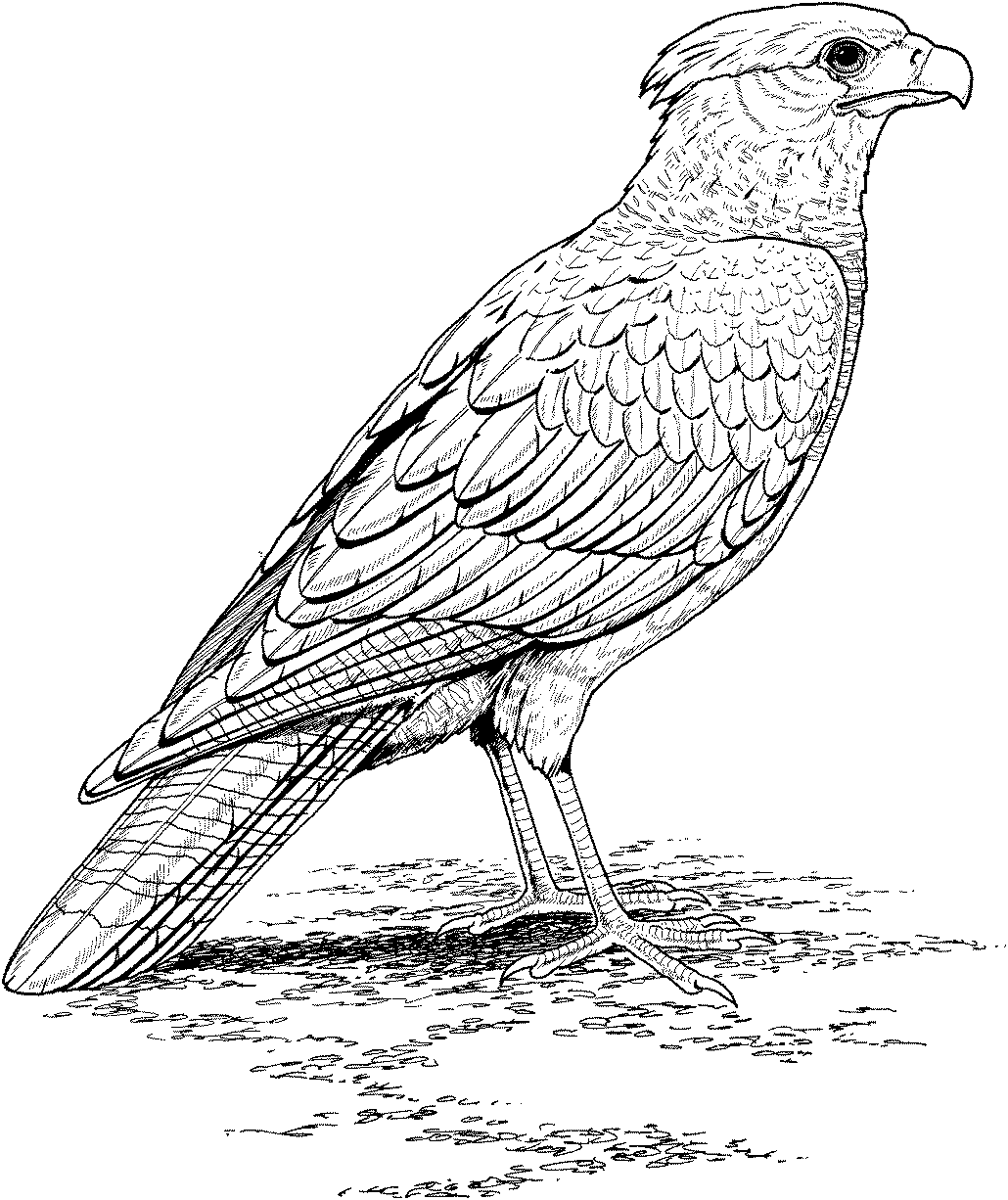 Hawk coloring pages
