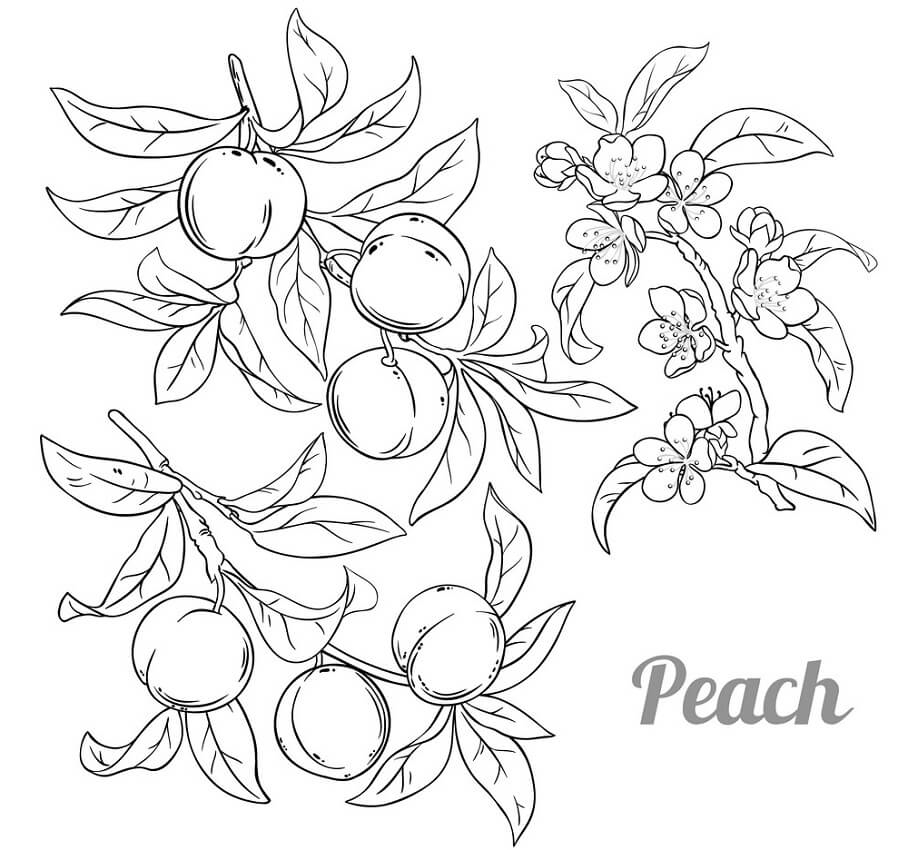 Keep your kids busy doing something fun and creative by printing out free coloring pages. Peach Coloring Pages Best Coloring Pages For Kids