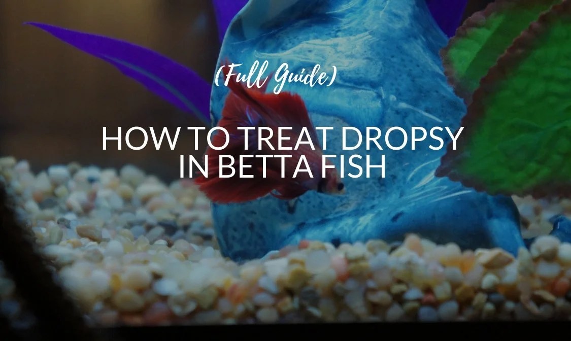 How To Treat Dropsy In Betta Fish Plete Guide Betta Care Fish Guide Dropsy in betta fish is a condition in which excess fluid builds around internal organs and is trapped inside the body of the animal.