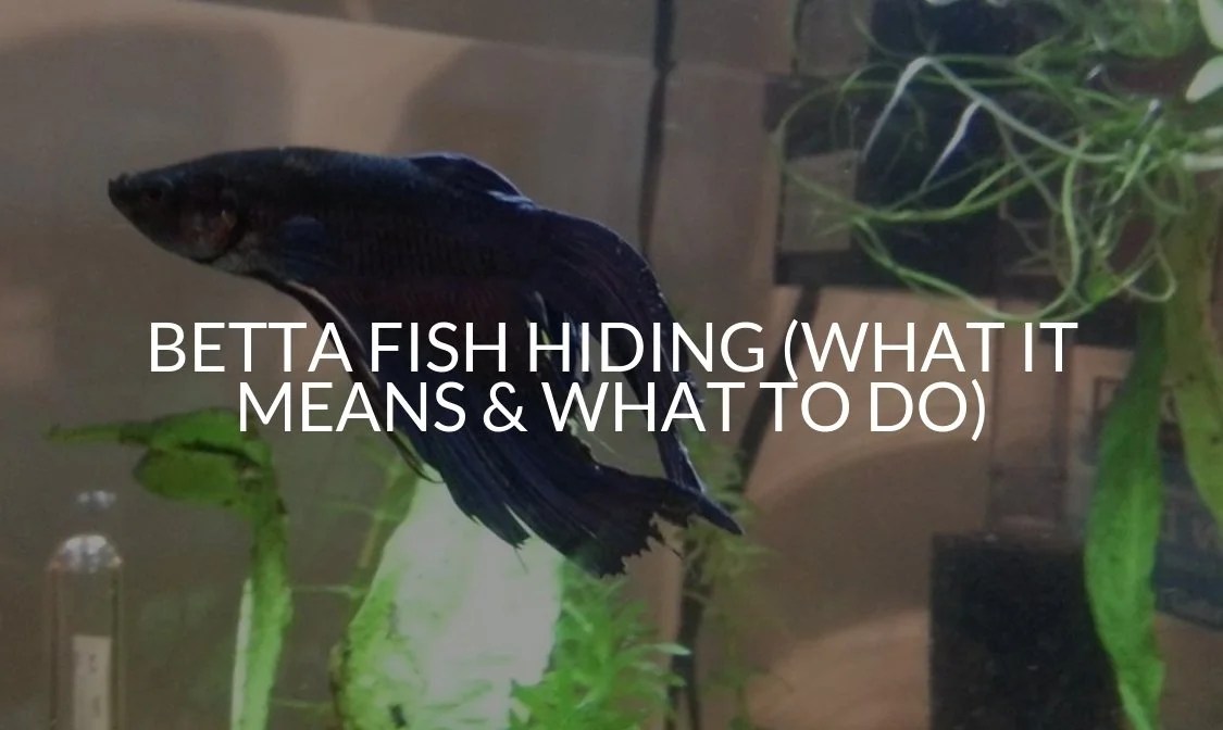 Betta Fish Hiding Factors In Timid Behavior And Changes Betta Source Betta Fish Betta Betta Fish Tank If its not the water current and there are enough hiding places then it could be that the light in your tank is too bright. Betta Fish Hiding Factors In Timid Behavior And Changes Betta Source Betta Fish Betta Betta Fish Tank Anyway ever since i moved one of my betta fish has been lying on the bottom of the tank often hiding in his little cave and he.