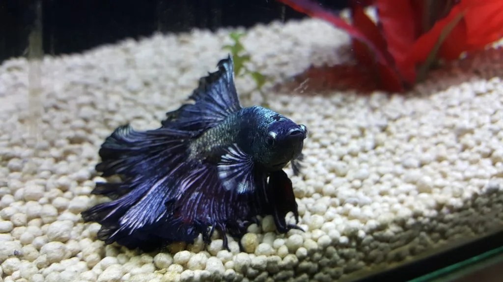 Isgrk1iiwduaxm HI all --When I do my regular tank cleaningpwc I gently scoop my betta into the cup he was in at the LFS and proceed to clean and refill my tankFrom what Ive read this seems to be more or less the standard procedure. Isgrk1iiwduaxm I keep my betta in a 5 gallon tank water at 71 degrees.