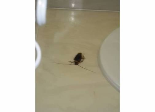 Cockroach
