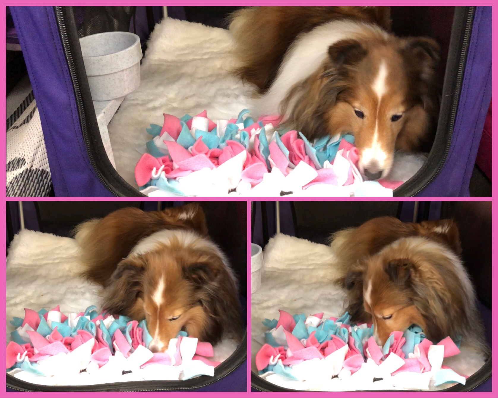 Snuffle mats now available