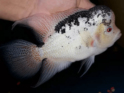 Dapatkan Gambar Ikan Louhan Kamfa Blog Budiaya Ikan Hias Terbaru by Lampunghits.com