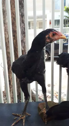 Ayam umur 2 bulan, cara melatih ayam bangkok pukul saraf, ayam umur 1 bulan,. Anak Ayam Bangkok Umur 2 5 Bulan Jual Beli Hewan Jadi Mudah