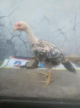 Jual doc bibit anakan ayam umur 1 2 3 4 5 6 bulan. Ayam Laman 43 Jual Beli Hewan Jadi Mudah
