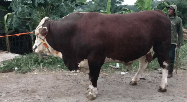 Sapi yang terberat dan terbesar di balikpapan ini . Jual Sapi Limosin Simental Gratis Kirim Jabodetabe Jual Beli Hewan Jadi Mudah