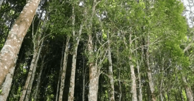 Apa Itu Kayu Gaharu Apa Itu Kayu Gaharu