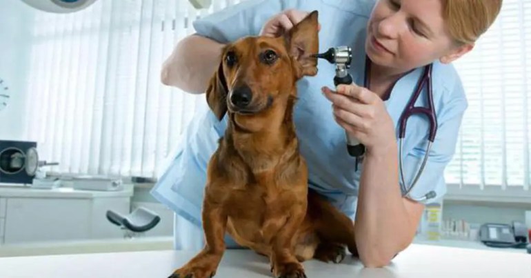 Perkhidmatan yang Ditawarkan Klinik Veterinar Kerajaan Perkhidmatan yang Ditawarkan Klinik Veterinar Kerajaan