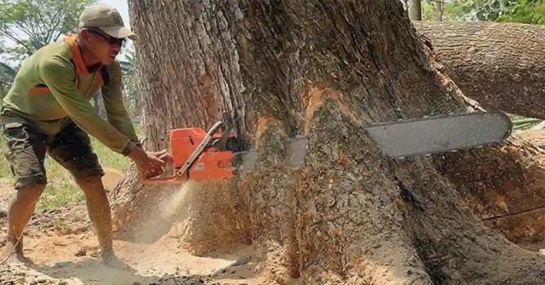 Faktor yang Mempengaruhi Harga Upah Potong Pokok Faktor yang Mempengaruhi Harga Upah Potong Pokok
