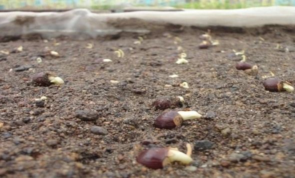 Kenapa Pohon Kelengkeng Tidak Berbuah Bibit Buahku