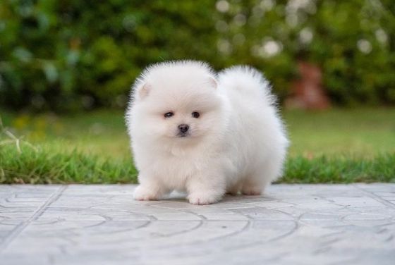 Piyasanin En Pahali Kopegi Boo Fora Haber