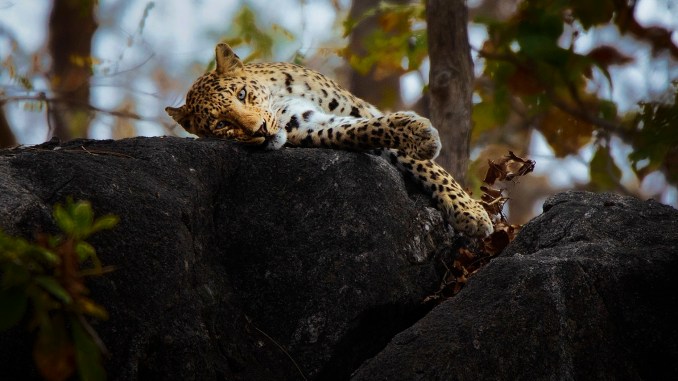 Phalgun's Work - sleepyleopard