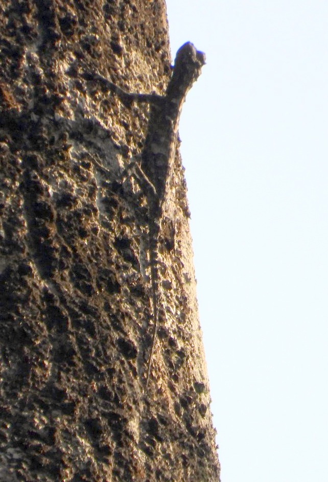 Flying Lizard