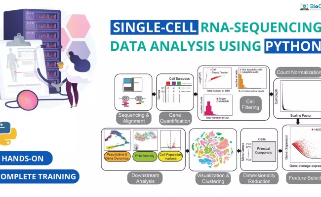Hands-on: Single-Cell RNA-Sequencing Data Analysis Using Python ...