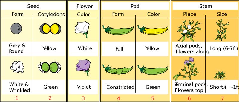 Any use of biological organisms or processes in industrial, medical, agricultural and environmental engineering. History Of Biotechnology Bioexplorer Net