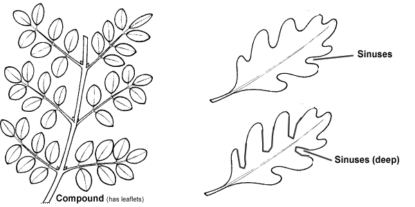 Leaves Greetings Card Leaf Identification Chart Plant Etsy