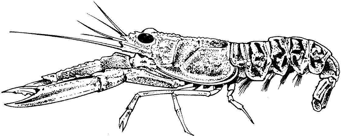 Crayfish Dissection Biology Junction