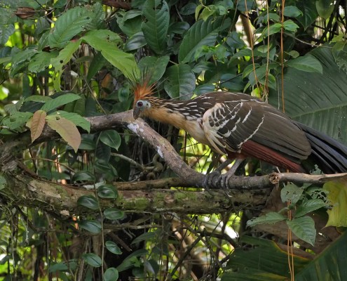 Hoatzin (Opisthocomis hoazin)