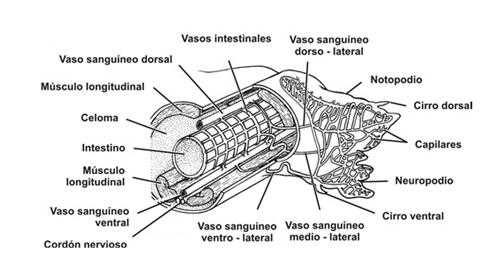 Imagen relacionada