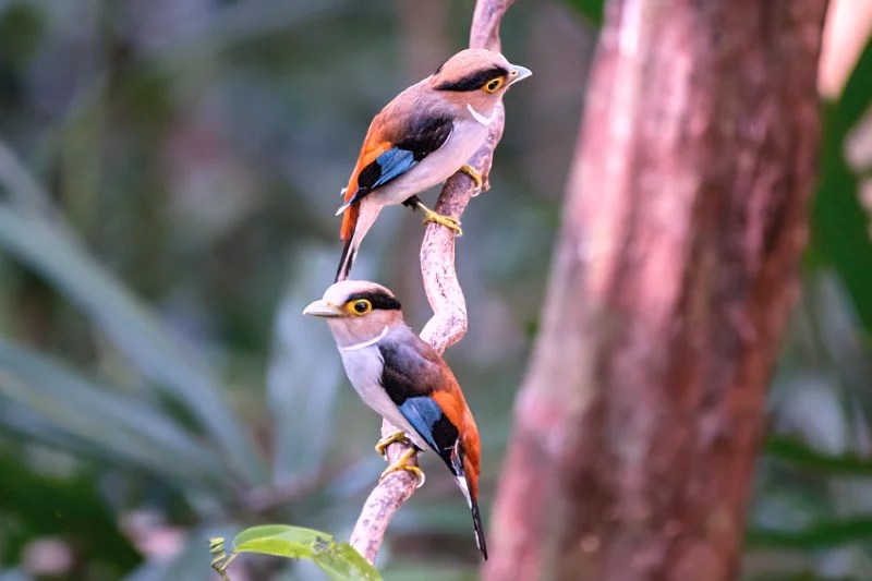 Silver-breasted Broadbill