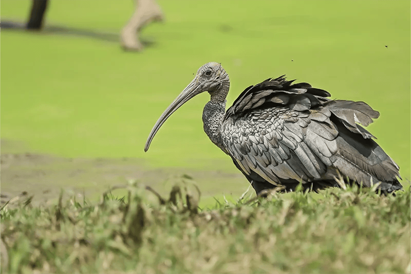 Giant Ibis