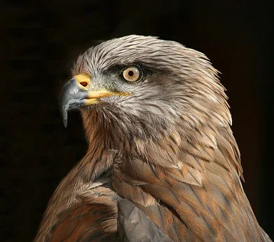 Image result for black kite