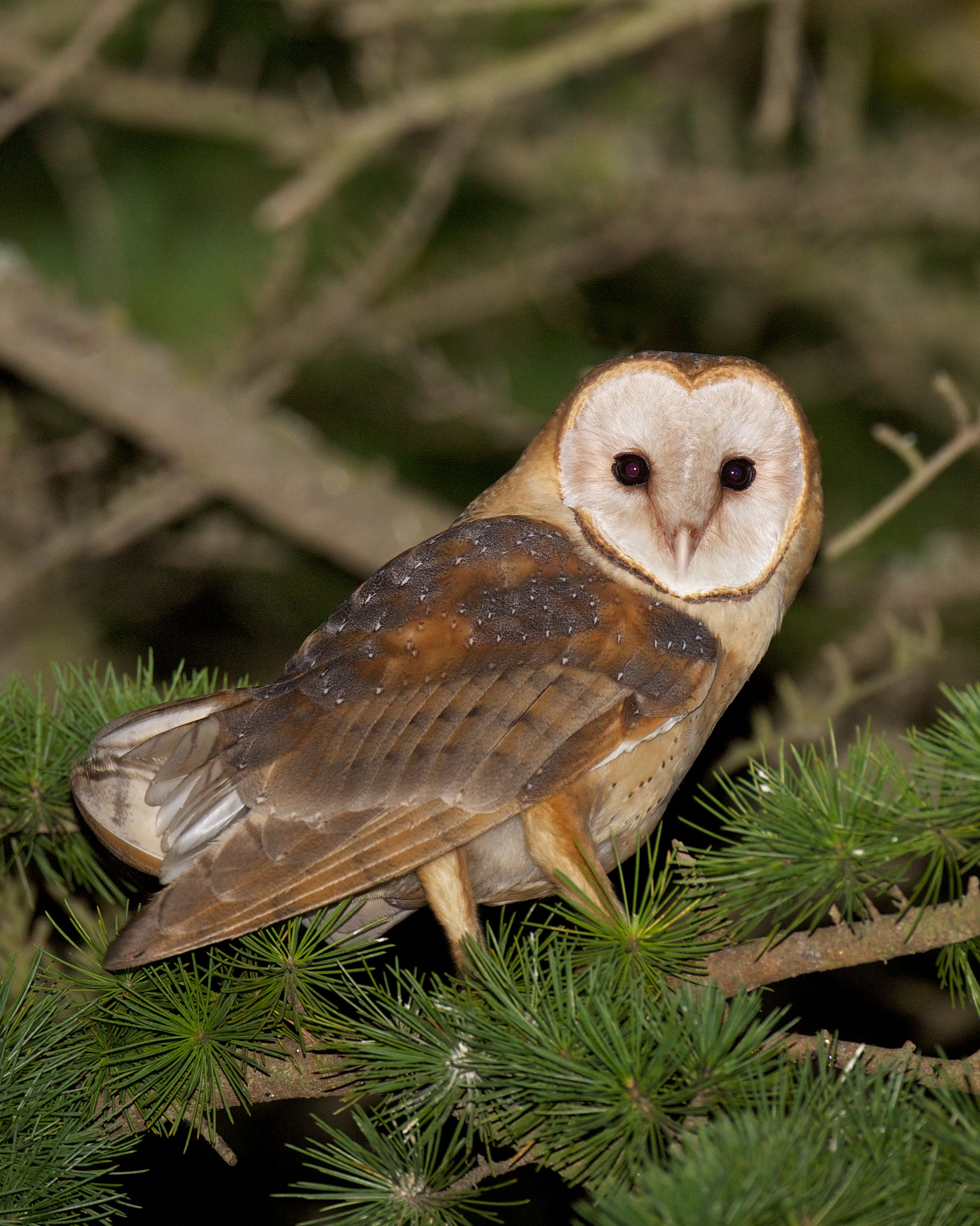 Our wines our spirits our story. Barn Owls Let You Know | BirdNote