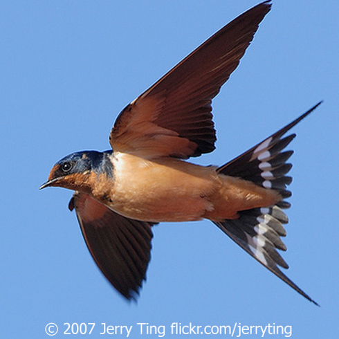 This lively city is characterized by live street music and an expression of diverse cultures best expressed in the local language. Swallows Swallow | BirdNote