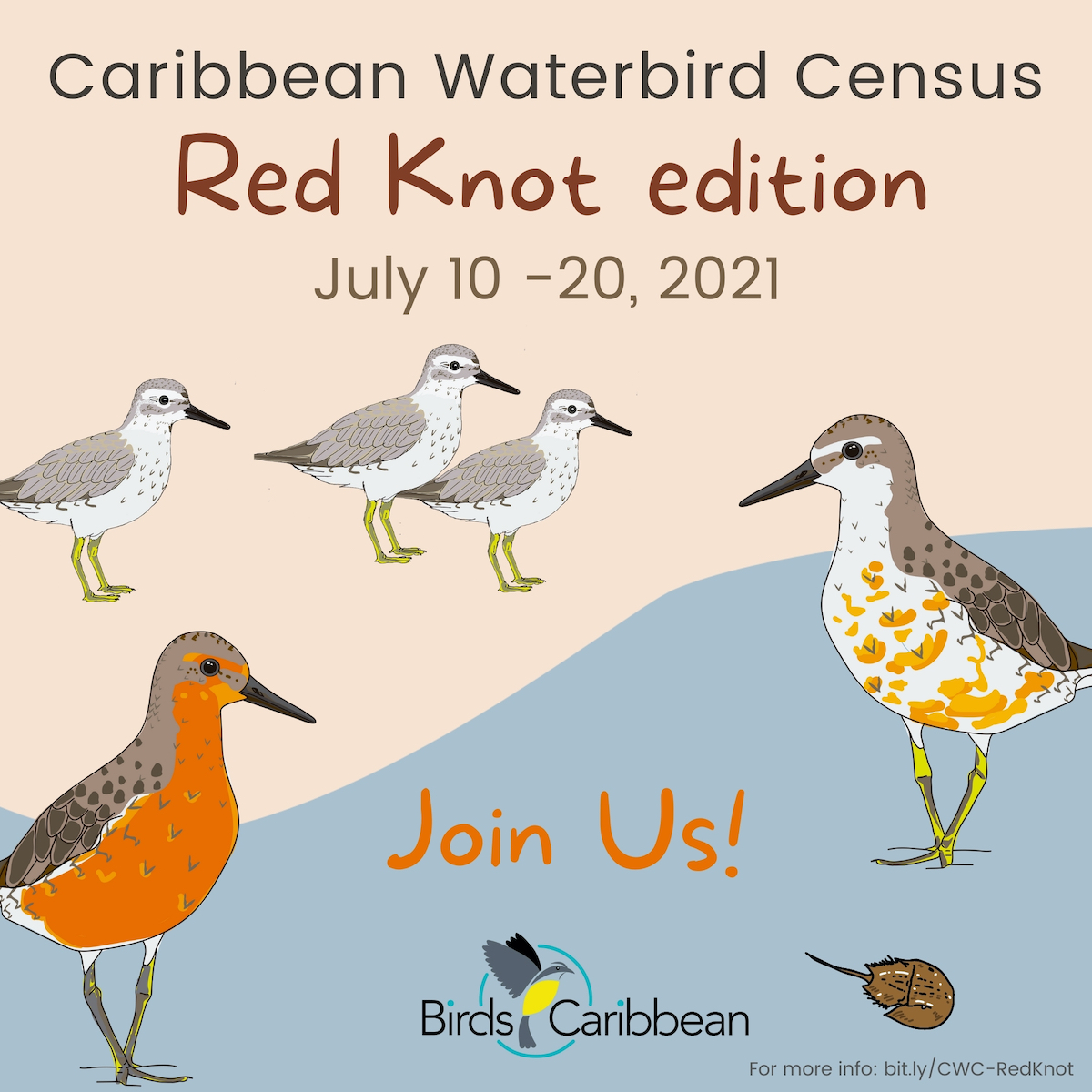 Red Knot CWC square