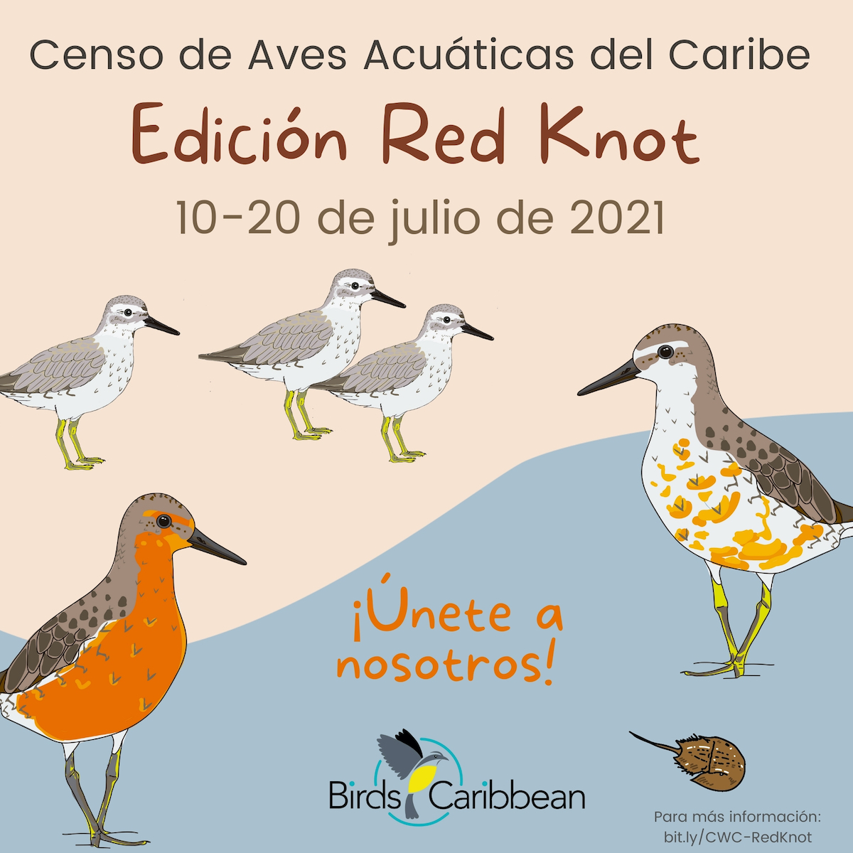Red Knot CWC square