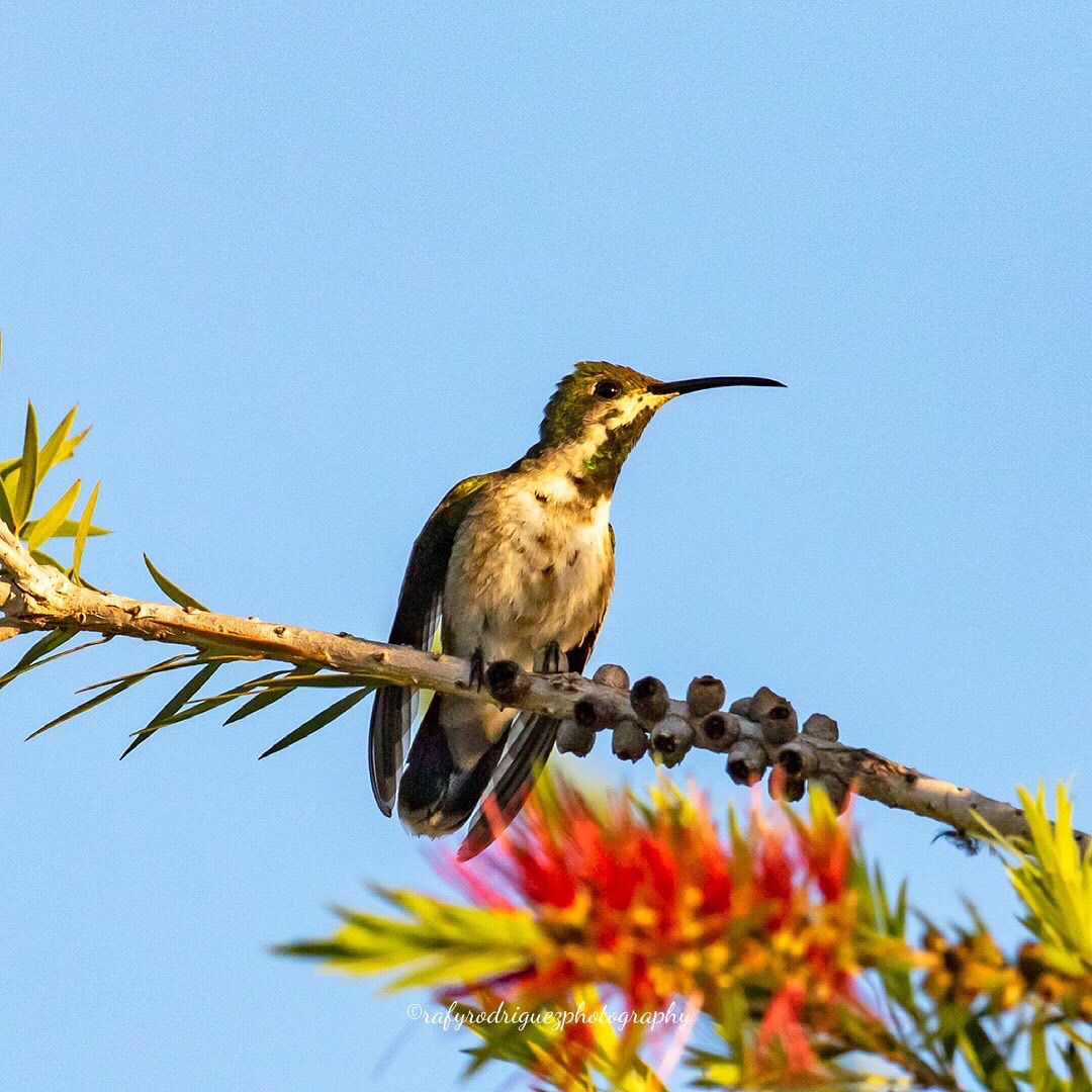 Antillean Mango in Puerto Rico (Rafy-Rodriguez)