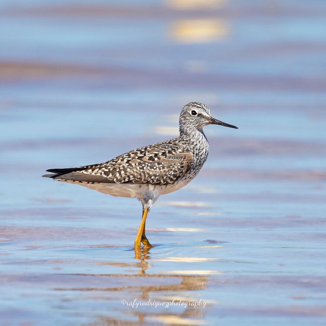 Lesser Yellowlegs in Puerto Rico (Rafy Rodriguez)