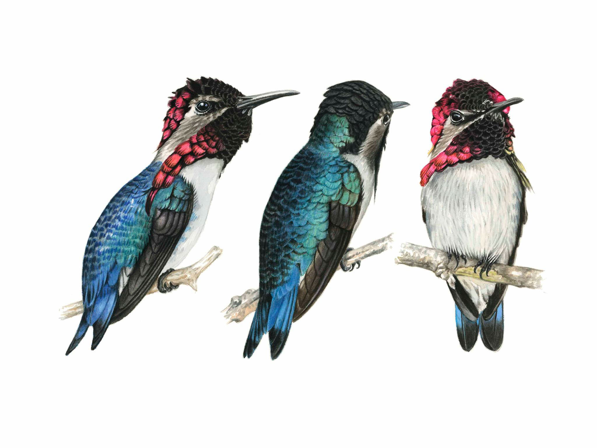 Bee Hummingbird Giclee Print by Nils Navarro.