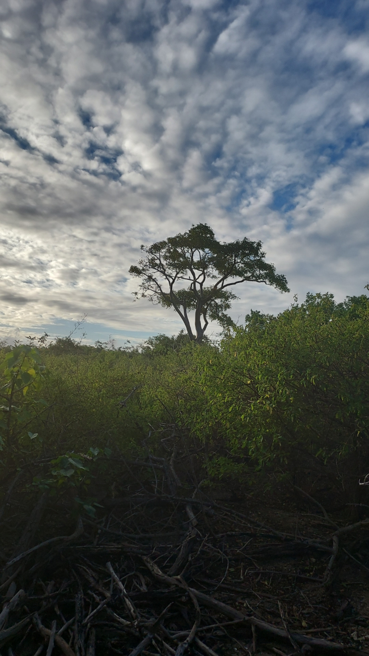 Landscape with trees