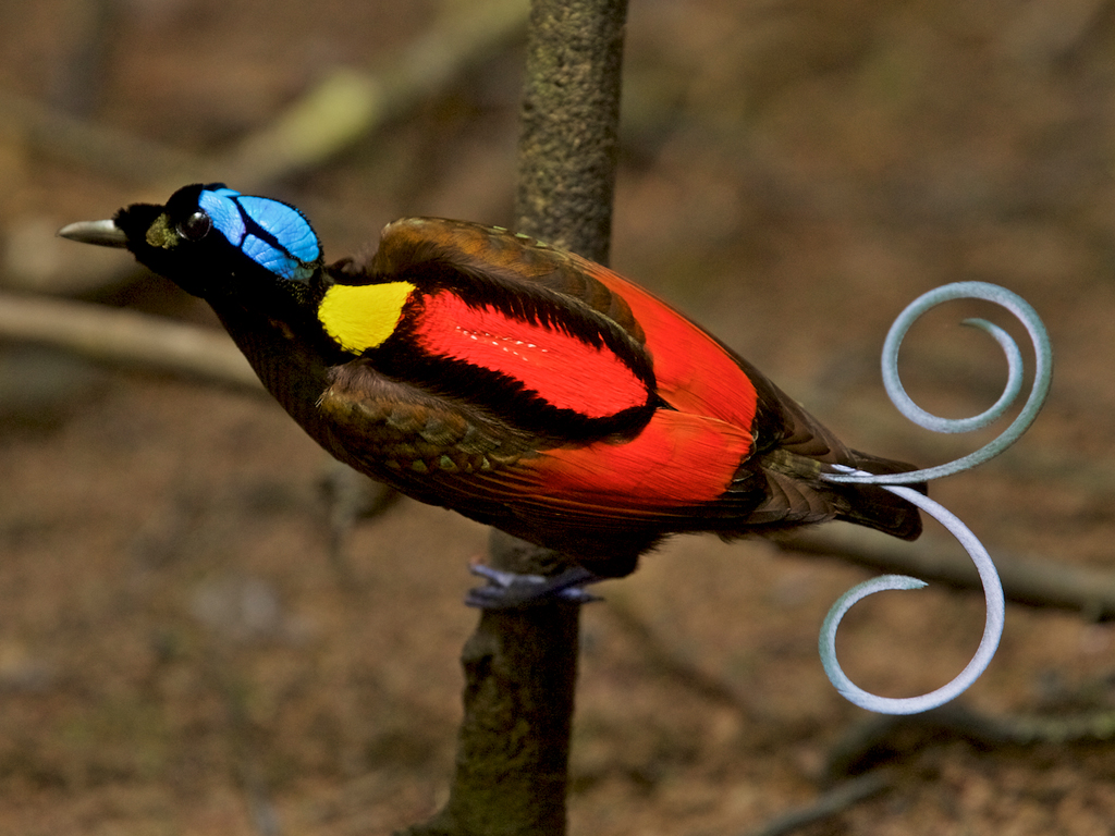 Birds-of-paradise project