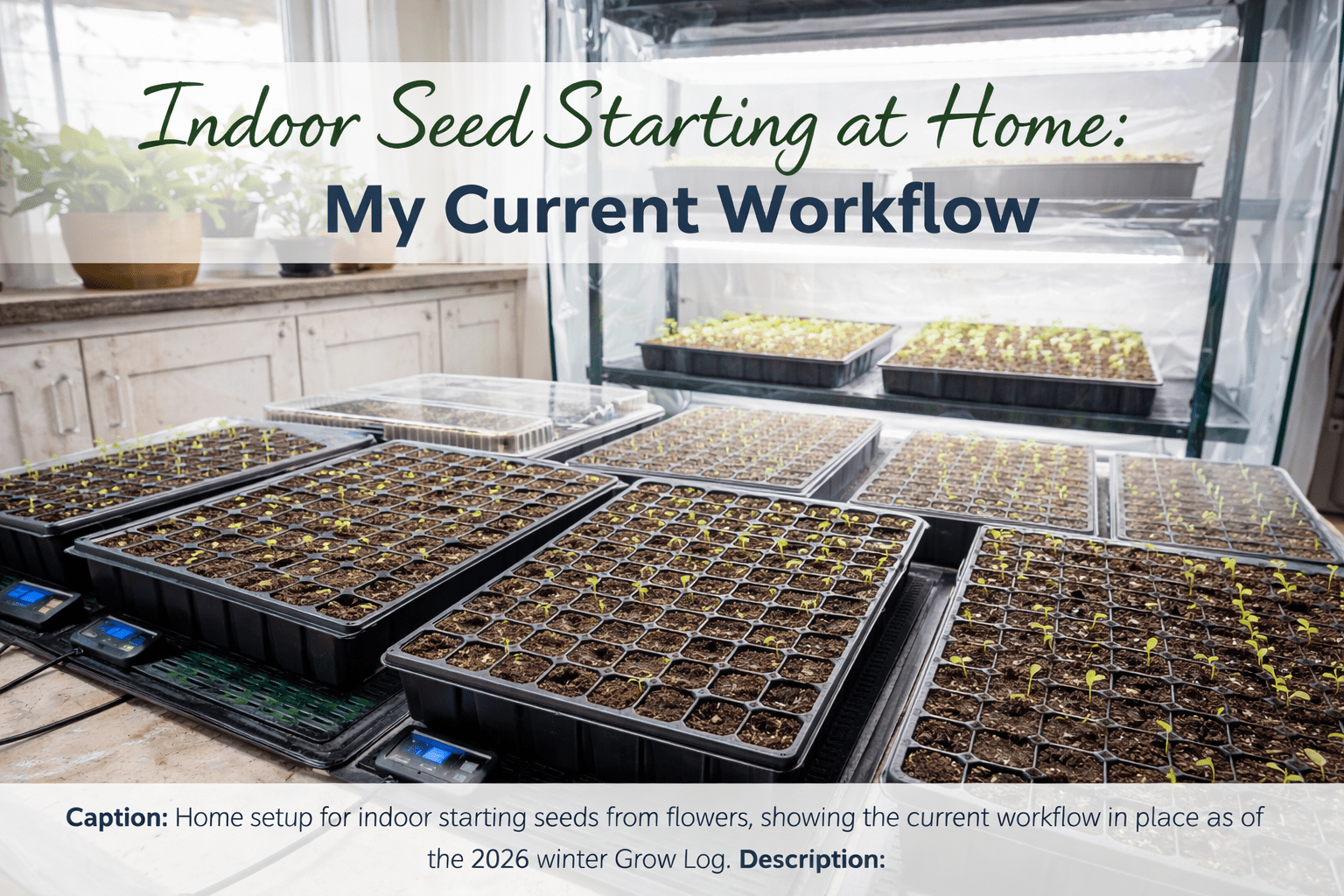 Indoor seed-starting workflow with 72-cell trays, heat mats, and full-spectrum LED grow lights on a tiered greenhouse rack