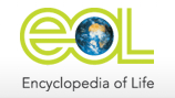 Llega la Encyclopedia of life