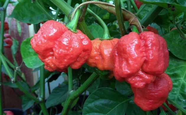 Caribbean/Trinidad wins Worlds Hottest Pepper Title