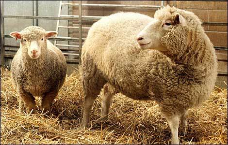 Dolly, le premier mammifère cloné.