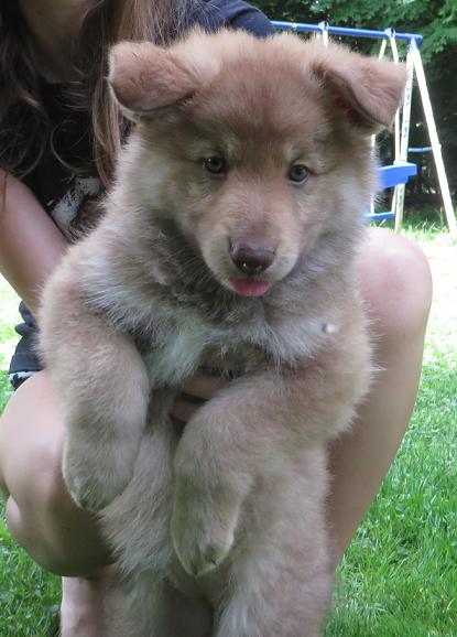 We have german shepherd puppies, german shepherd breeders, german shepherd trainers and so much more. Wicca S German Shepherd Pups