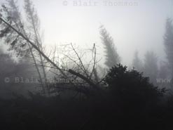 tree fog 1