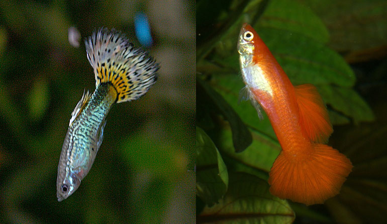 Swim Bladder Disease In Fish The Who What Where And Why 