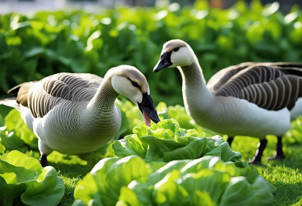 Can Geese Eat Lettuce
