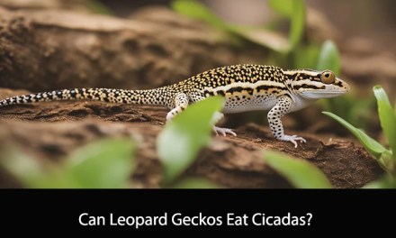 Can Leopard Geckos Eat Cicadas?