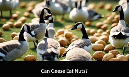 Can Geese Eat Nuts?