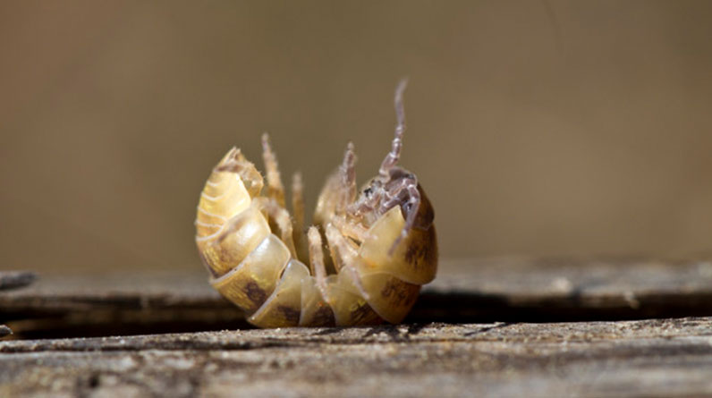 Bit Nasil Temizlenir Neden Olur