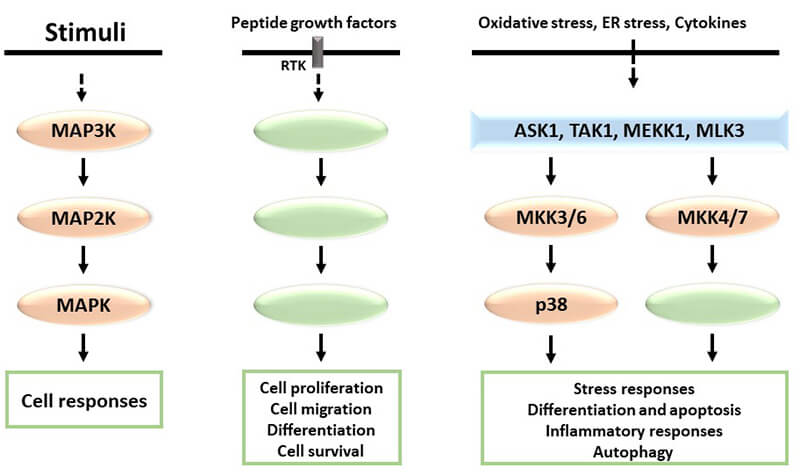 P38 Signaling Pathway MAP Kinase Signaling Pathway 1 